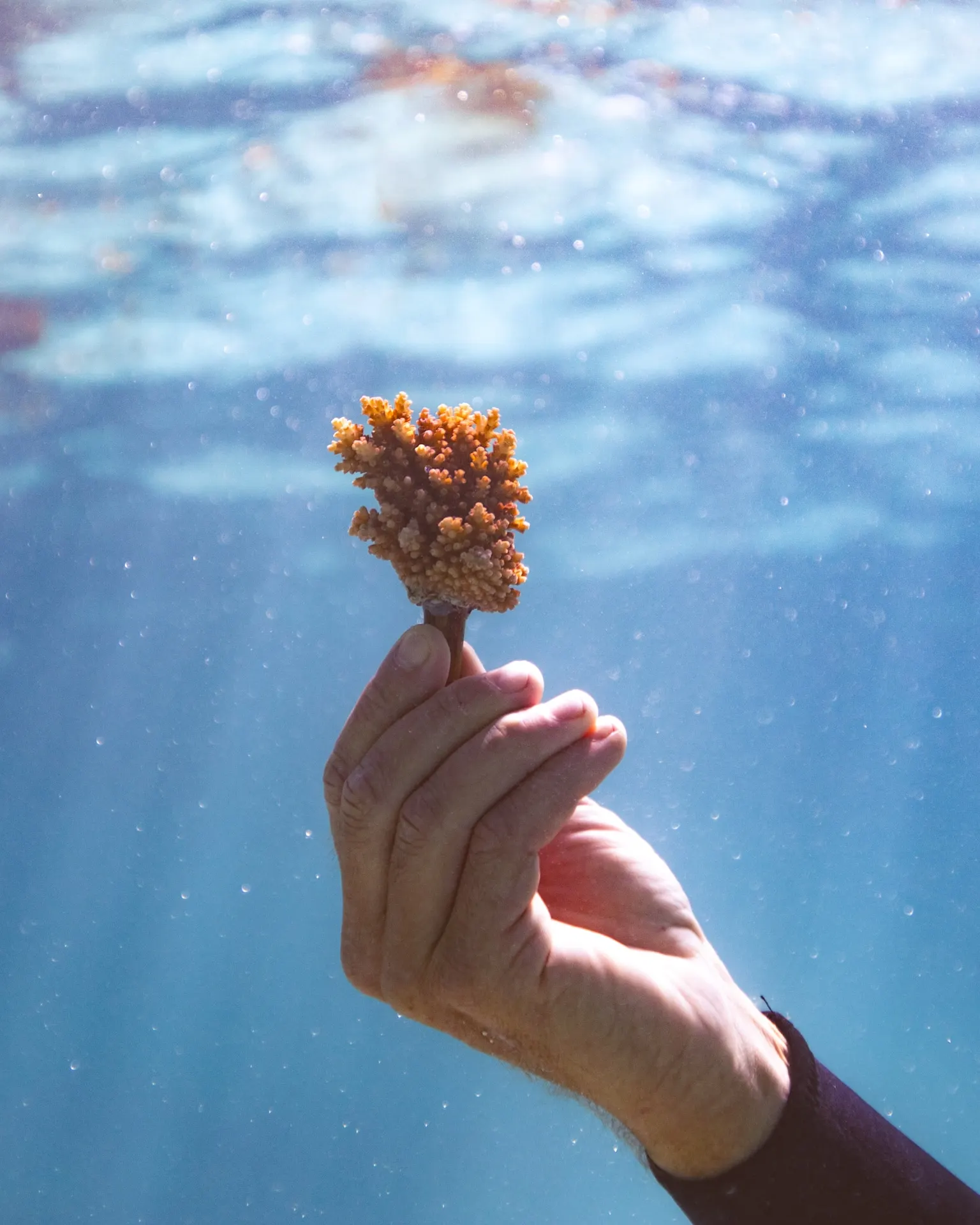 Main tenant une bouture de corail sous l'eau