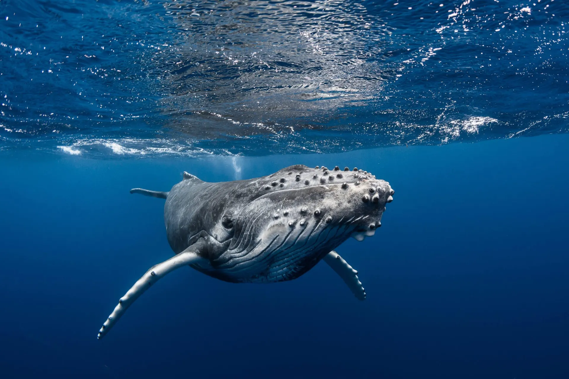Baleine à bosse sous l'eau
