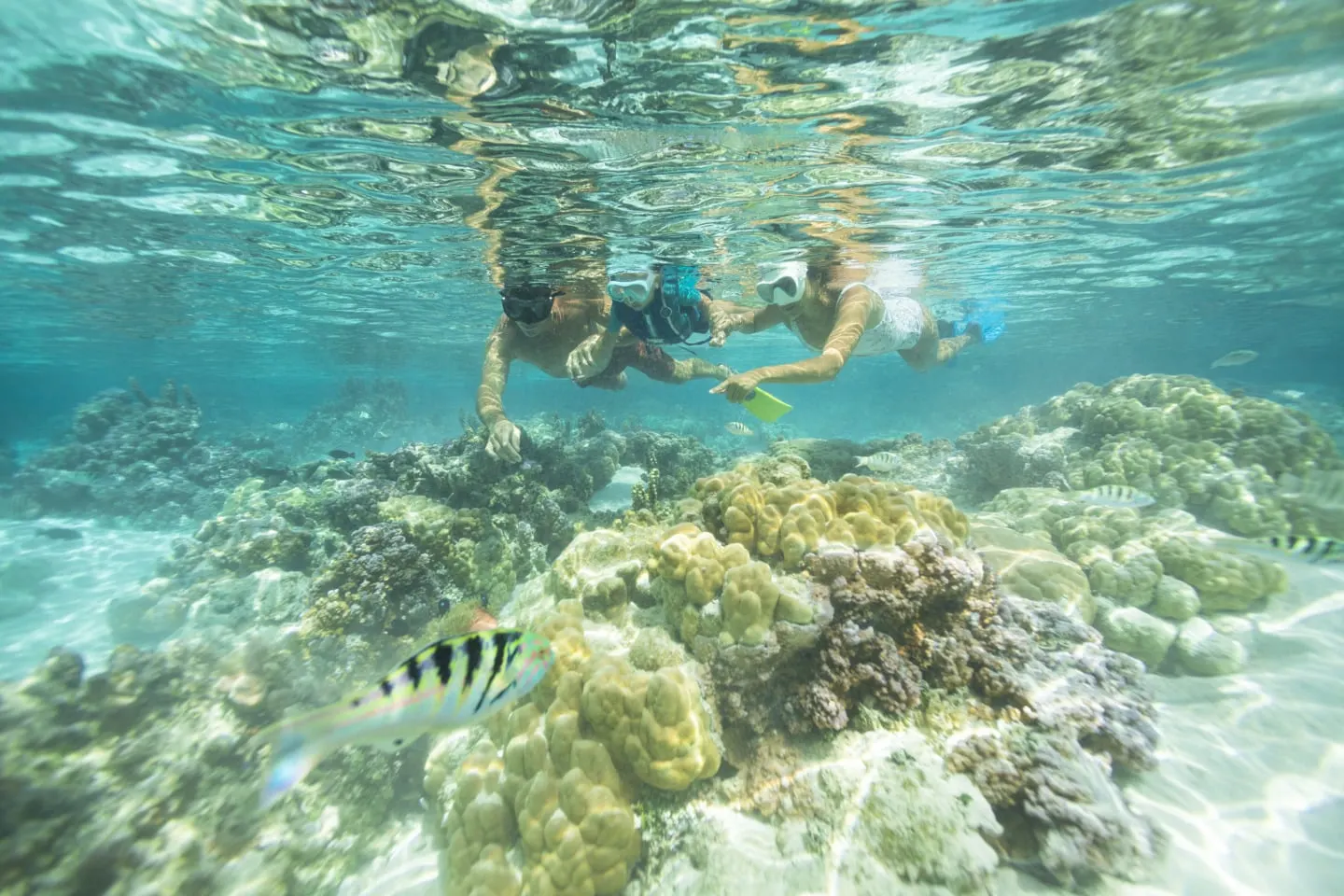 Snorkeling au-dessus des coraux