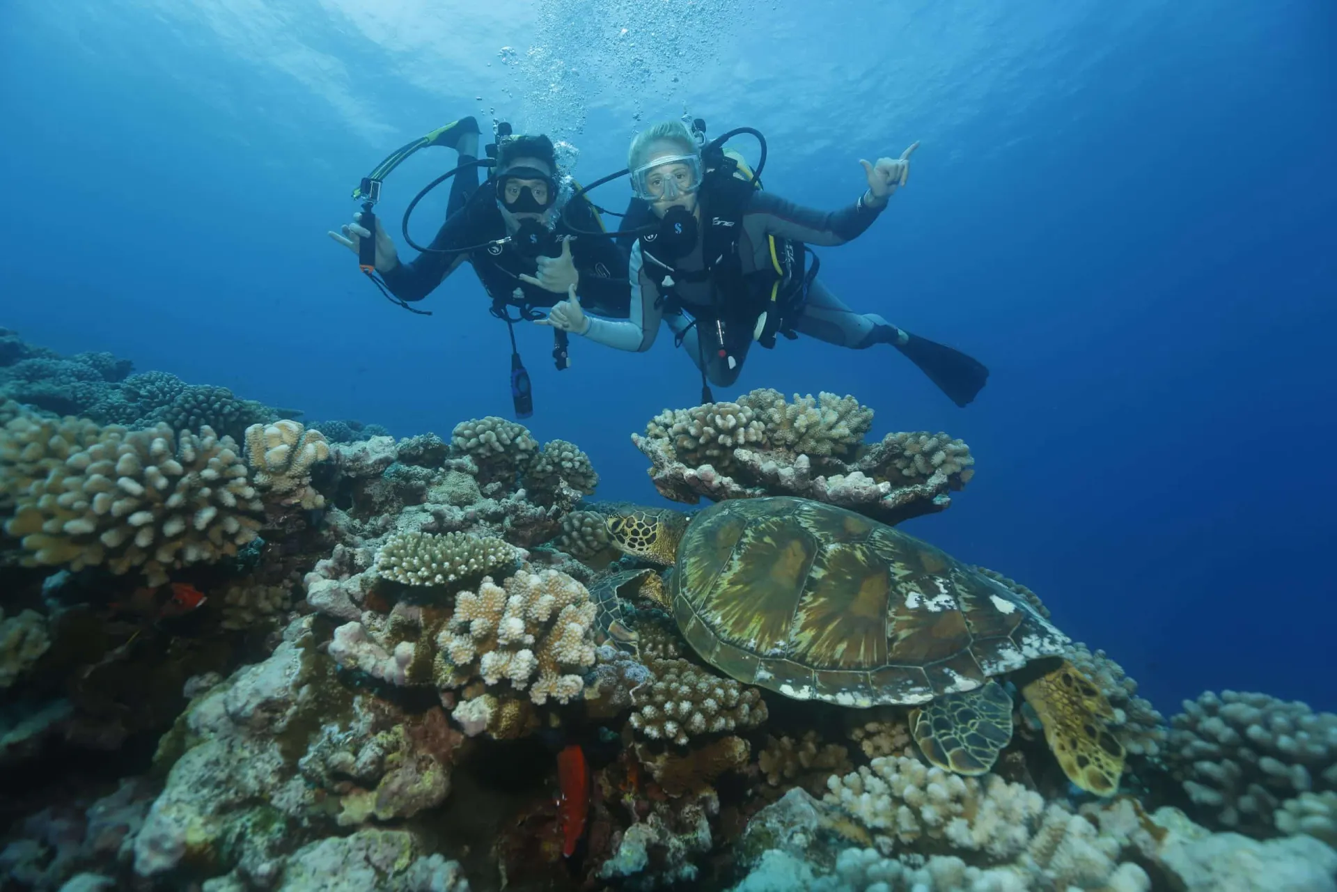 Plongeurs et tortue au-dessus des coraux
